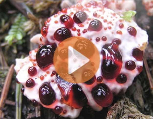 Inexpensive Lean Belly Juice