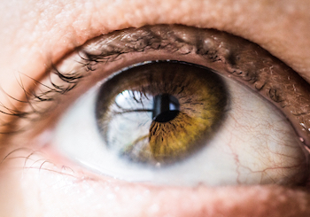 Large eyes and eyelashes