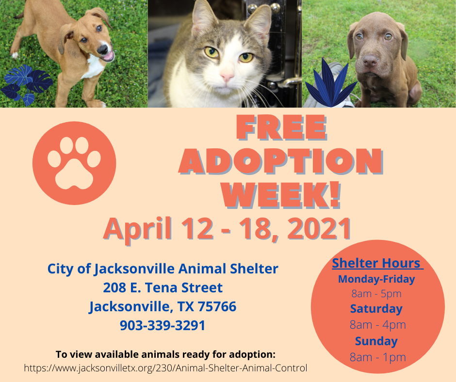 J'ville Animal Shelter offers free adoption this week