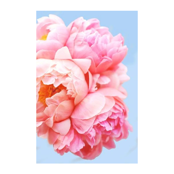 Pink Picasso Paint By Numbers Perfect Petals Lewis Gifts