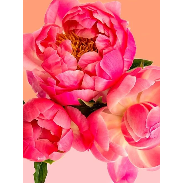 Pink Picasso Paint By Numbers Petal Power Lewis Gifts