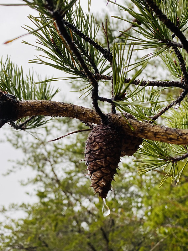 Race for Light: A Tree Talk & Walk