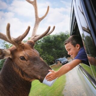 Boy feeds elk through open car window.