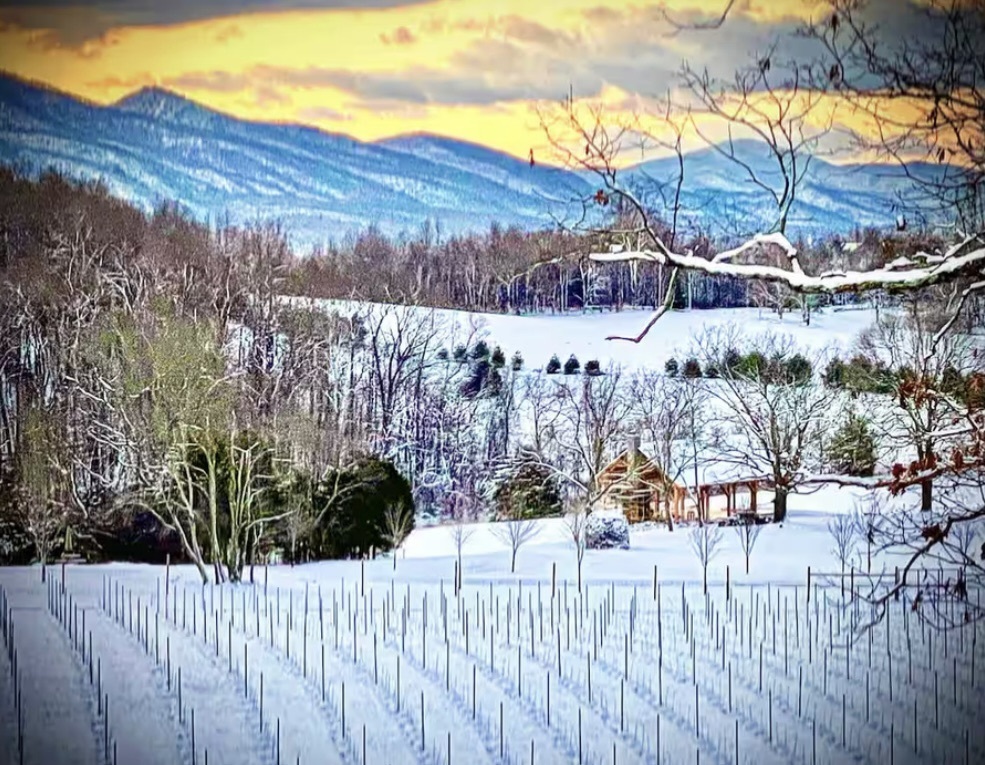 Sip and Savor Sundays