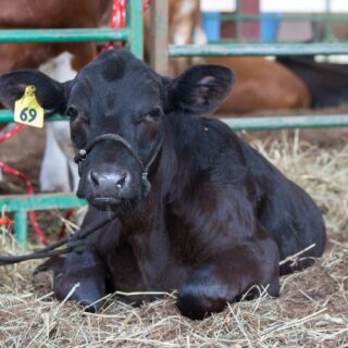 More Than a Livestock Show: The Youth Behind the Animals