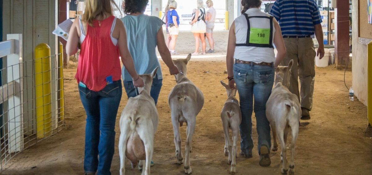 Rockbridge Regional Fair Livestock Show Steve Shires 15