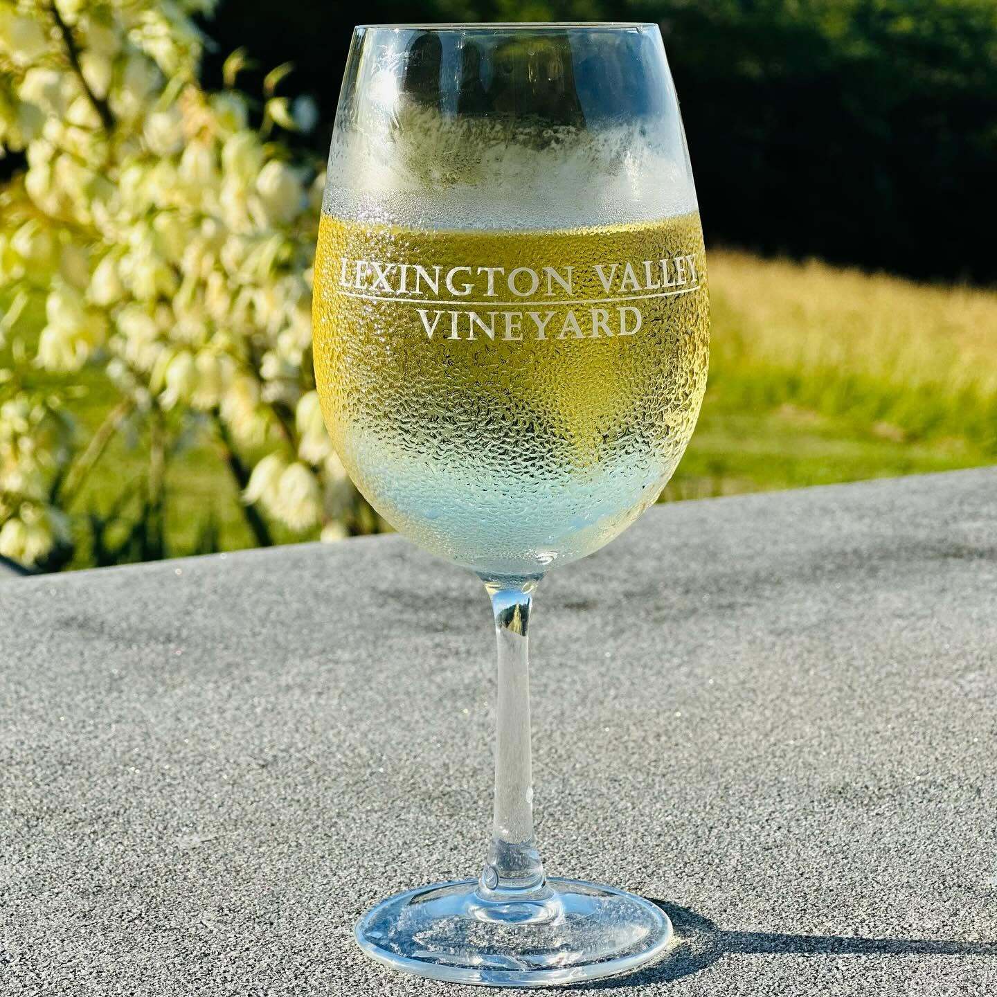 Lexington Valley Vineyard Celebrates VA250