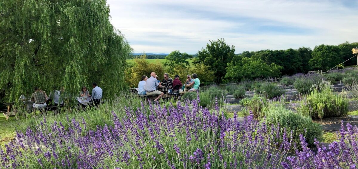 Tantivy Lavendar Farm