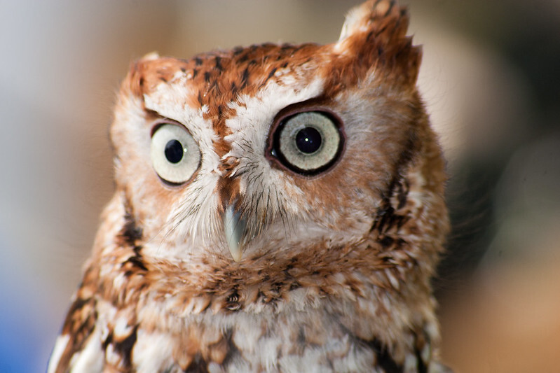 Owl-o-ween