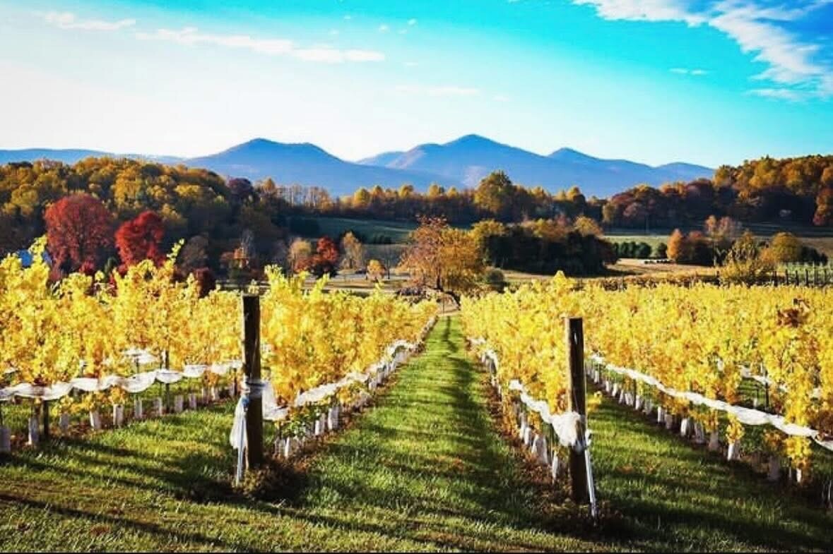 Sip and Savor Sundays at Ecco Adesso
