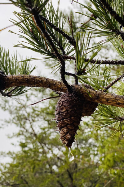 Race for Light: A Tree Talk & Walk