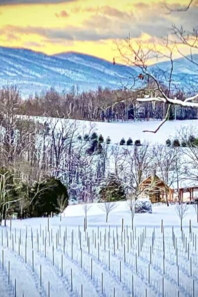 Sip and Savor Sundays