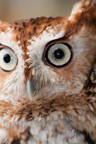 Owl-o-ween
