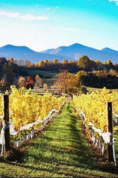 Sip and Savor Sundays at Ecco Adesso