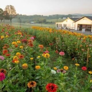 Virginia Gold Heritage Farm