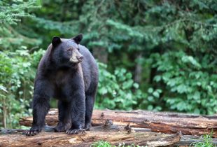 Do Bears Sh*t in the Woods?