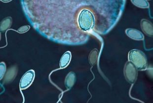 How to Save the Sperm