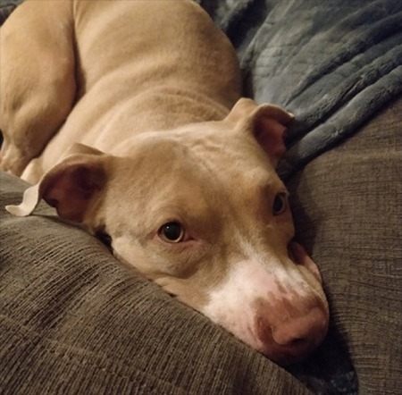 Dog On Couch