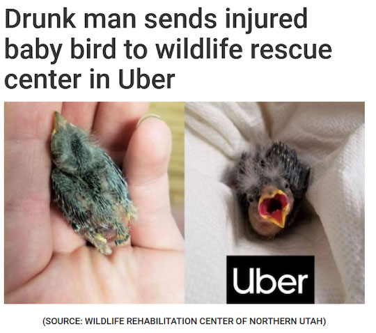 Drunk man sends injured baby bird to wildlife rescue center in Uber