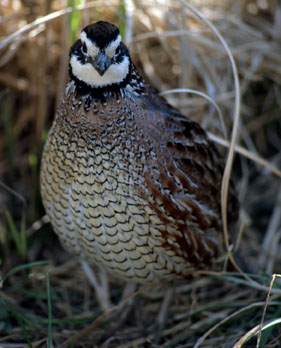 Quail season boasts positive early reports