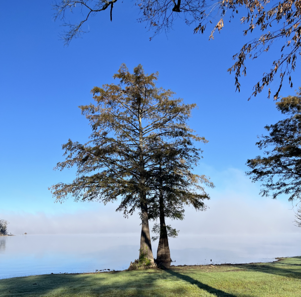 Morning fog