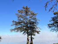 Morning fog