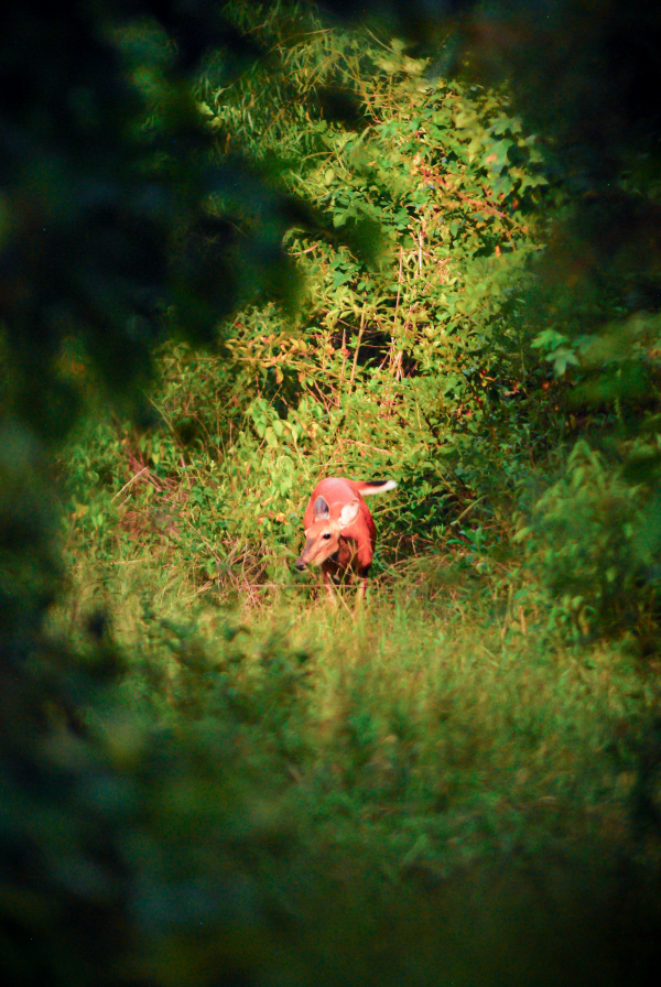 Vibrant deer
