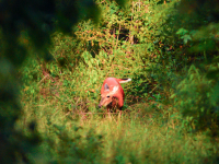 Vibrant deer