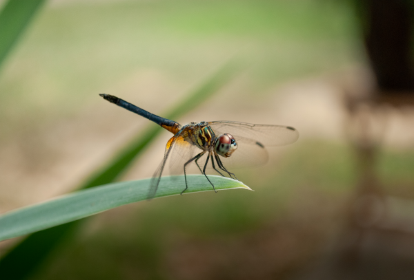 Colorful dragonfly