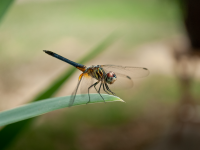 Colorful dragonfly
