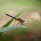 Colorful dragonfly