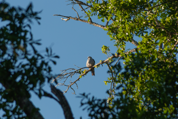 Baby Mississippi Kite