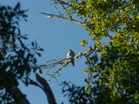 Baby Mississippi Kite