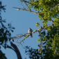 Baby Mississippi Kite