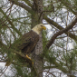 Lake Fork Eagle
