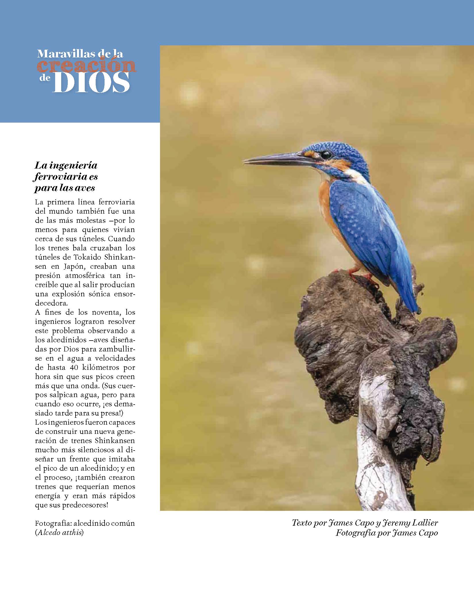 Alcedínido común