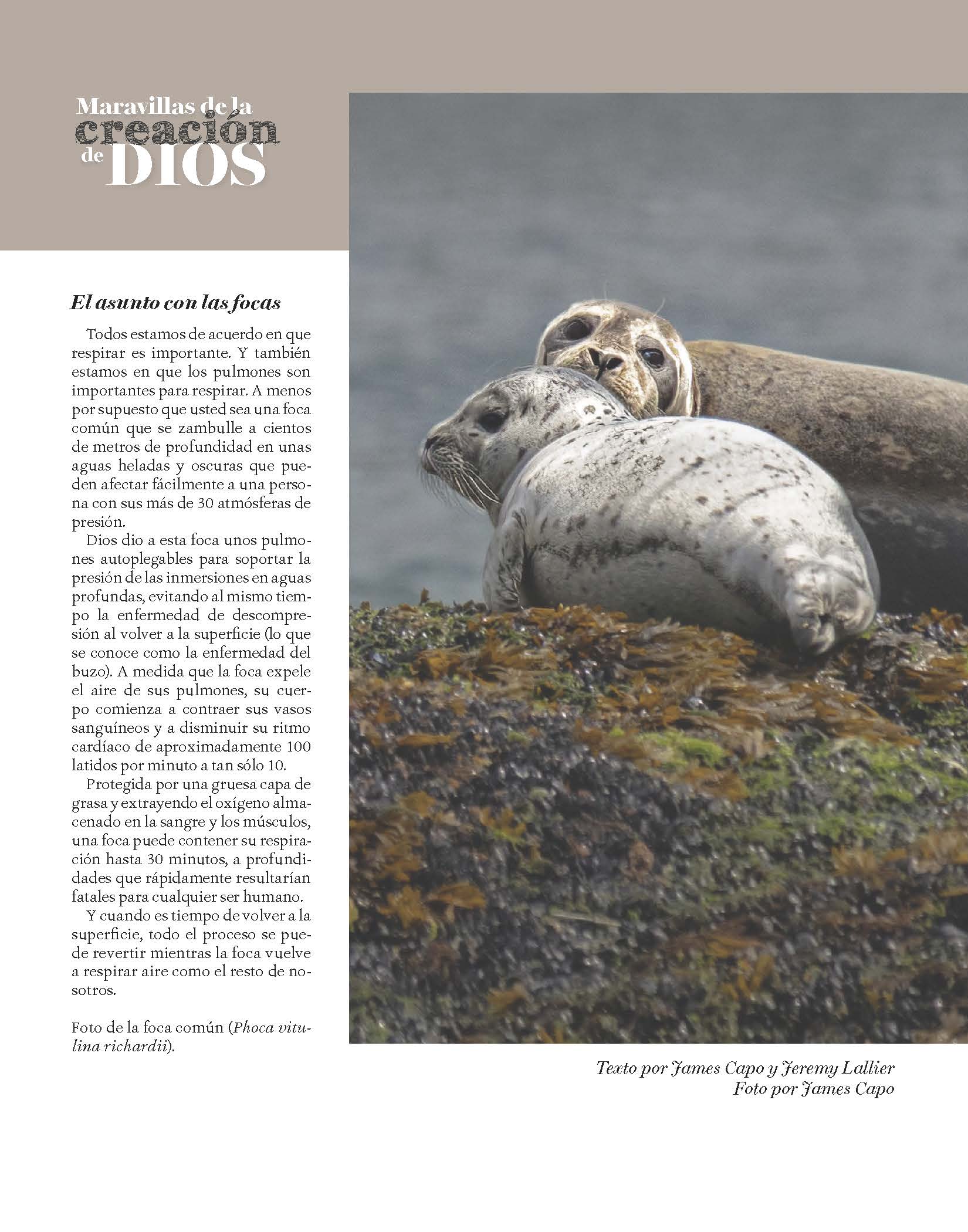 Foca común
