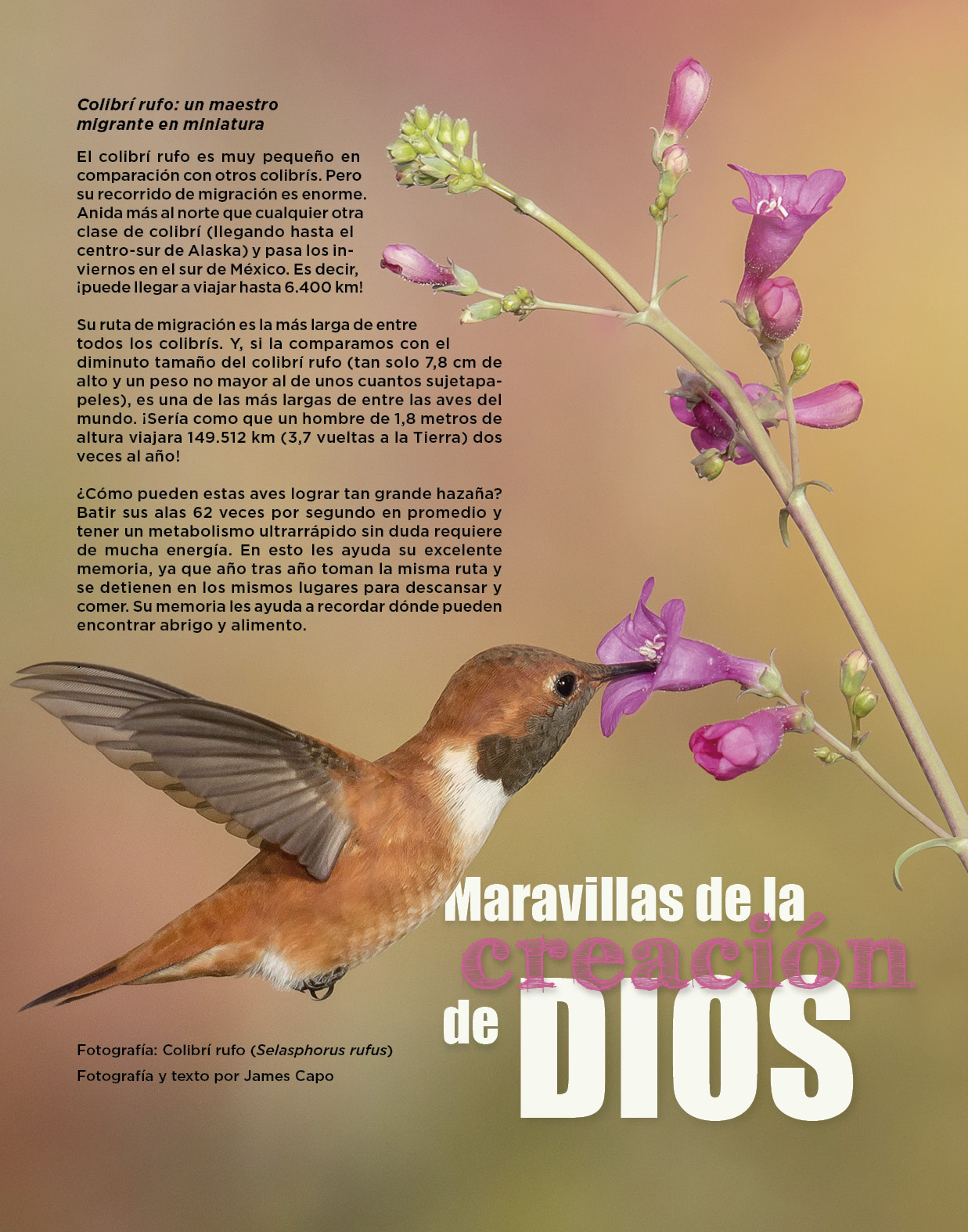 Colibrí rufo