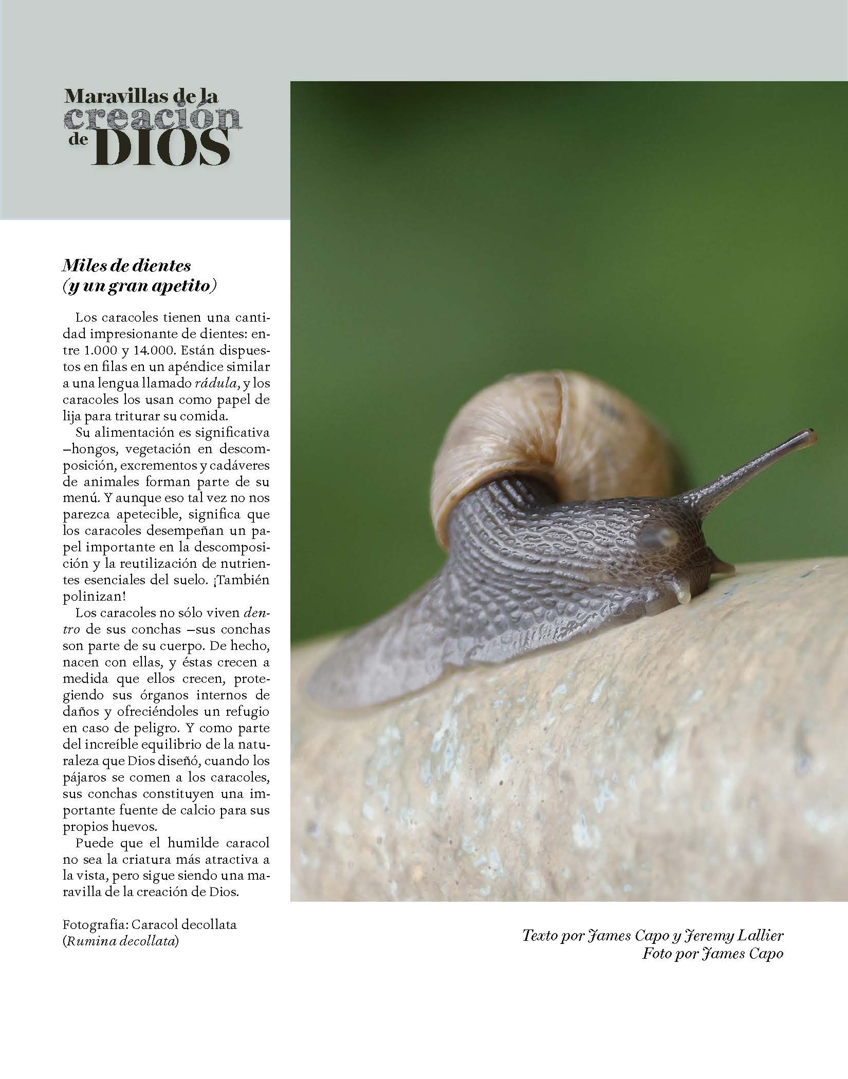 Caracol decollata