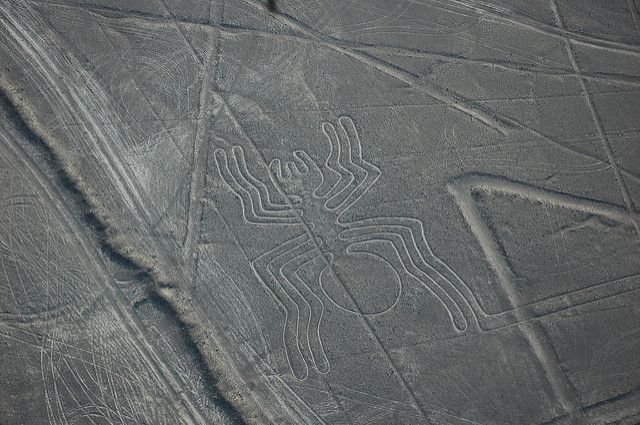 Nazca spider