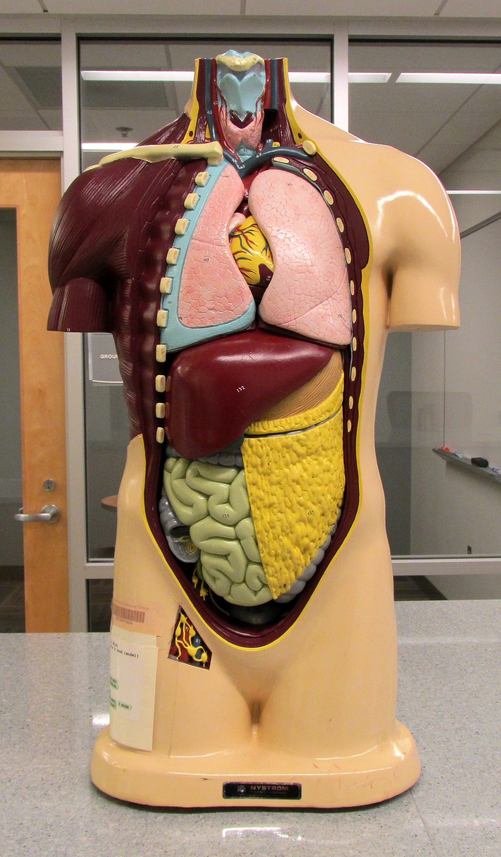Columbus Campus Library Models - Anatomy Models - Library at Columbus ...
