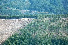Image of a clear cut in a forest