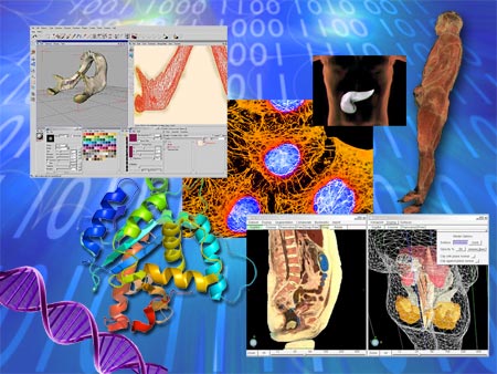 A collage of digital images of human anatomy and DNA helices.
