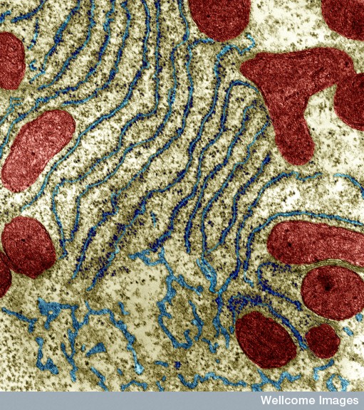 Liver cell organelles appearing as rounded red shapes and blue lines under microscope