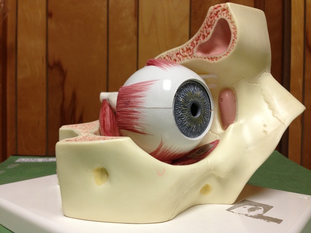Anatomical Models - Health Sciences - Subject Guides at Nicholls State ...