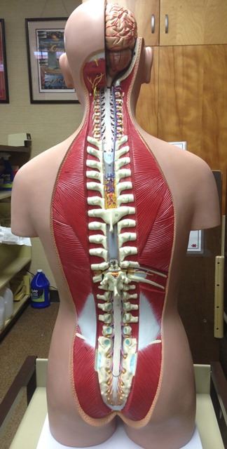 Anatomical Models - Health Sciences - Subject Guides at Nicholls State ...