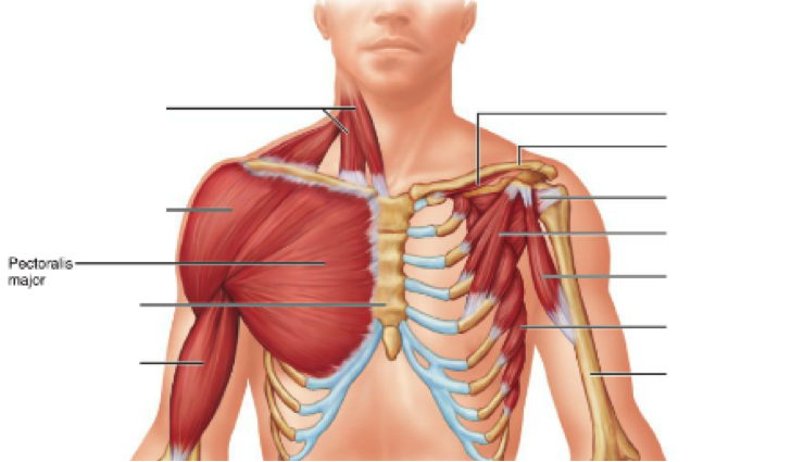 Front Muscles - Health & PE10 Human Movement - Collinson Library at St