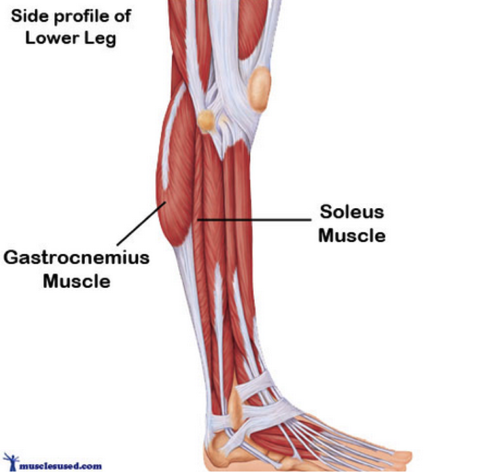 Soleus Muscle Exercises At Abigail Schardt Blog Soleus Muscle Exercises At Abigail Schardt Blog