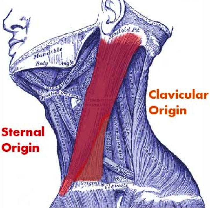 Front Muscles - Health & PE10 Human Movement - Collinson Library at St