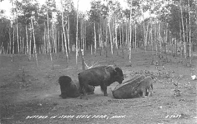 Buffalo at Itasca State Park